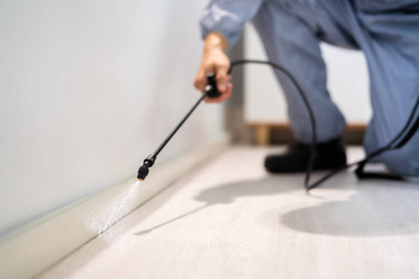 Professional exterminator conducting IPM assessment in Whiting