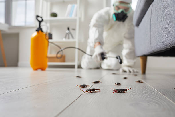 Post-Treatment Bed Bug Interceptor Monitoring in Whiting